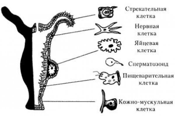 Ссылка на кракен тор магазин